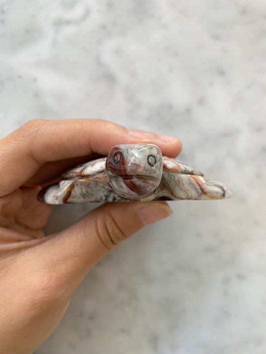 Mexican Crazy Lace Agate Turtle Natural Stone Crystal Carvings